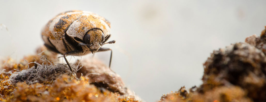 carpet-beetle-img